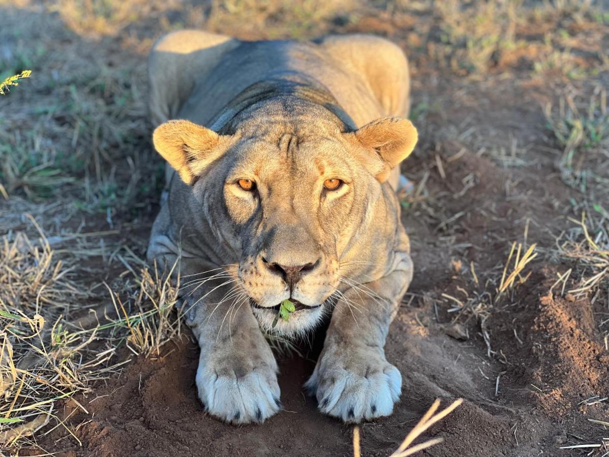 Simba Safaris African Pride Exotic Lodge Lephalale ภายนอก รูปภาพ