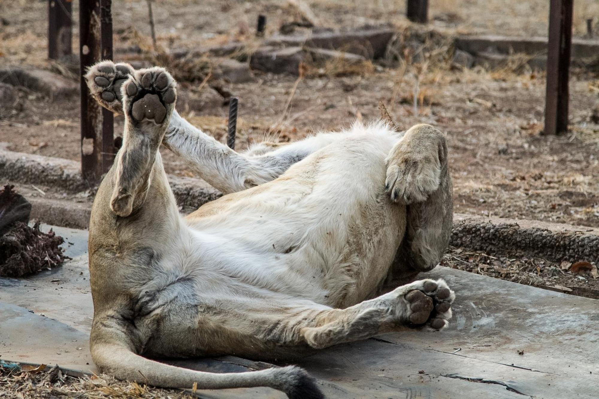 Simba Safaris African Pride Exotic Lodge Lephalale ภายนอก รูปภาพ