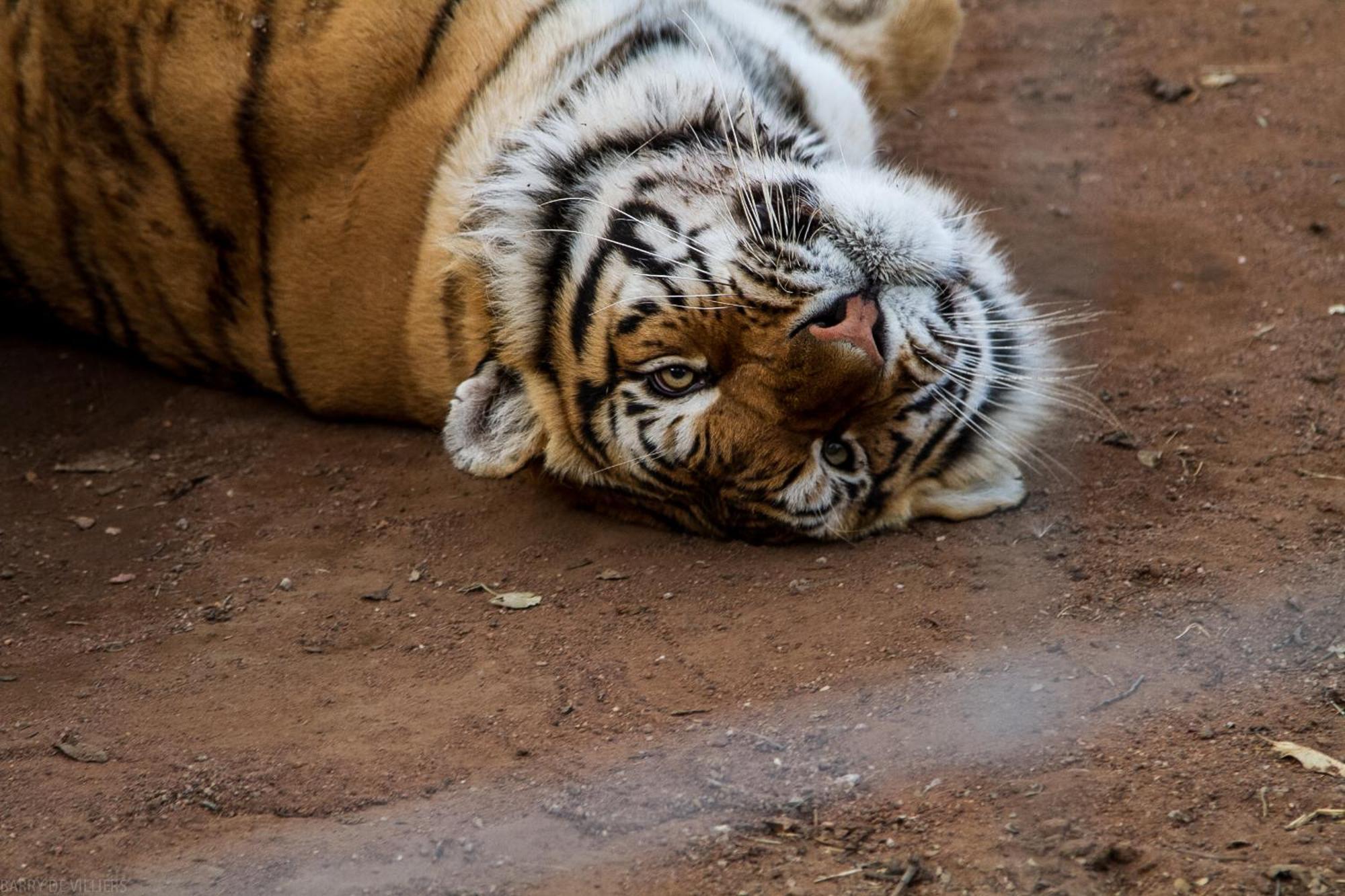 Simba Safaris African Pride Exotic Lodge Lephalale ภายนอก รูปภาพ