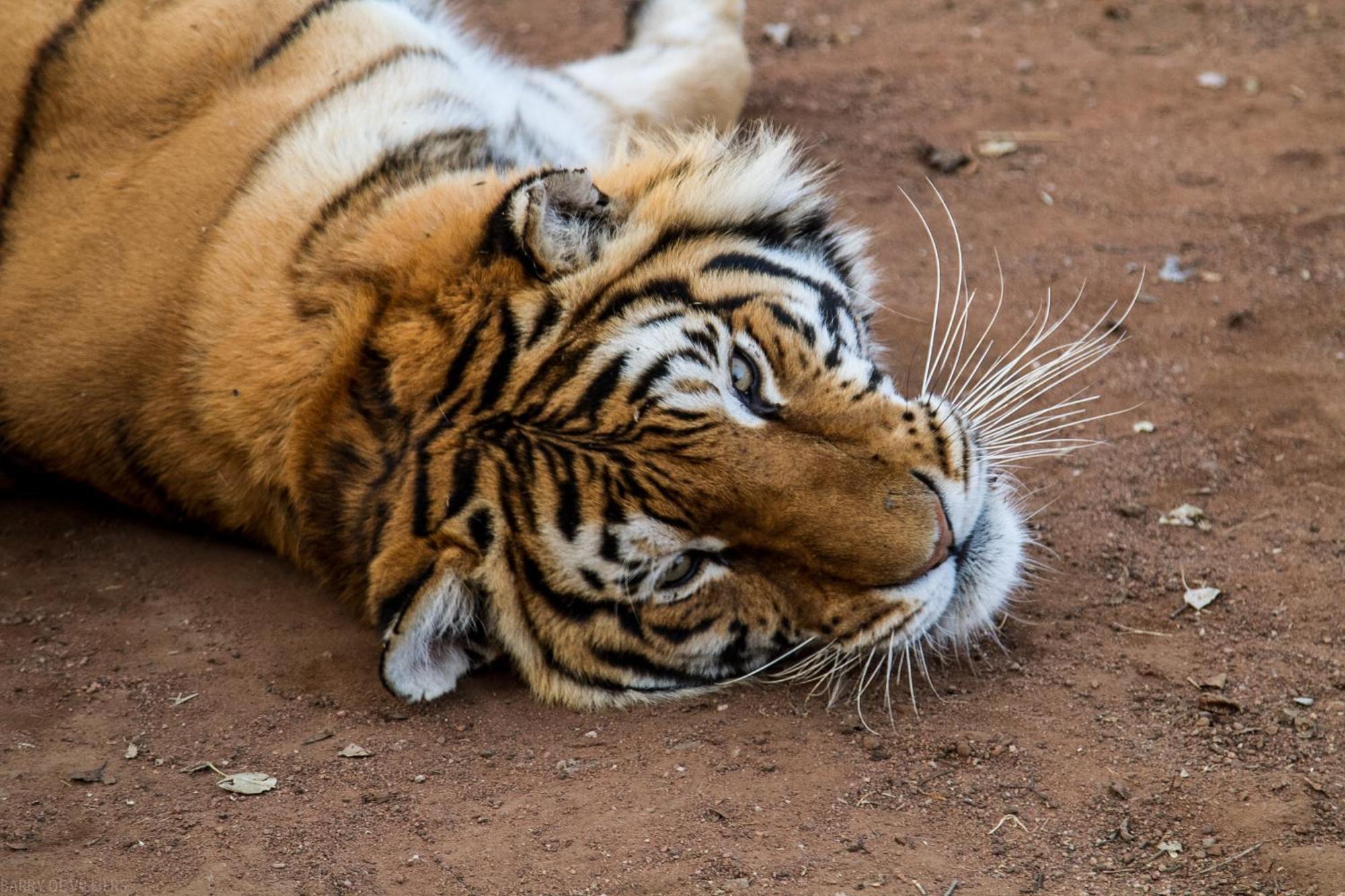 Simba Safaris African Pride Exotic Lodge Lephalale ภายนอก รูปภาพ