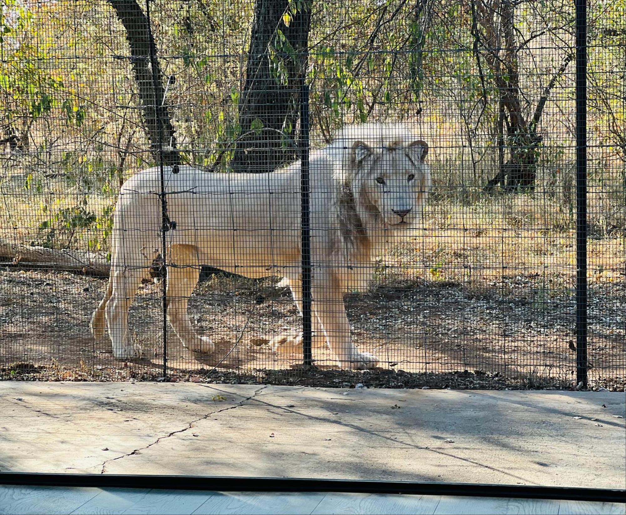 Simba Safaris African Pride Exotic Lodge Lephalale ภายนอก รูปภาพ