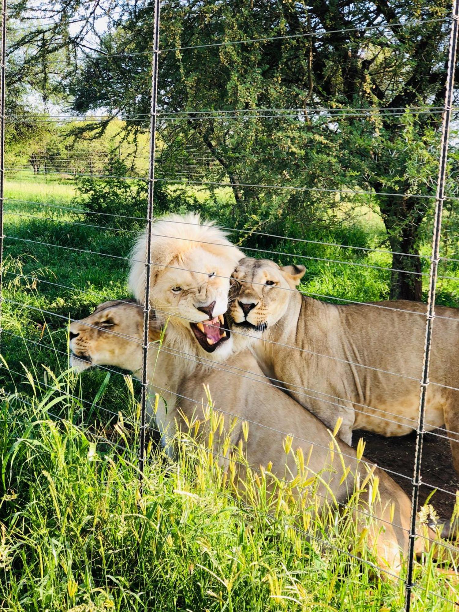 Simba Safaris African Pride Exotic Lodge Lephalale ภายนอก รูปภาพ