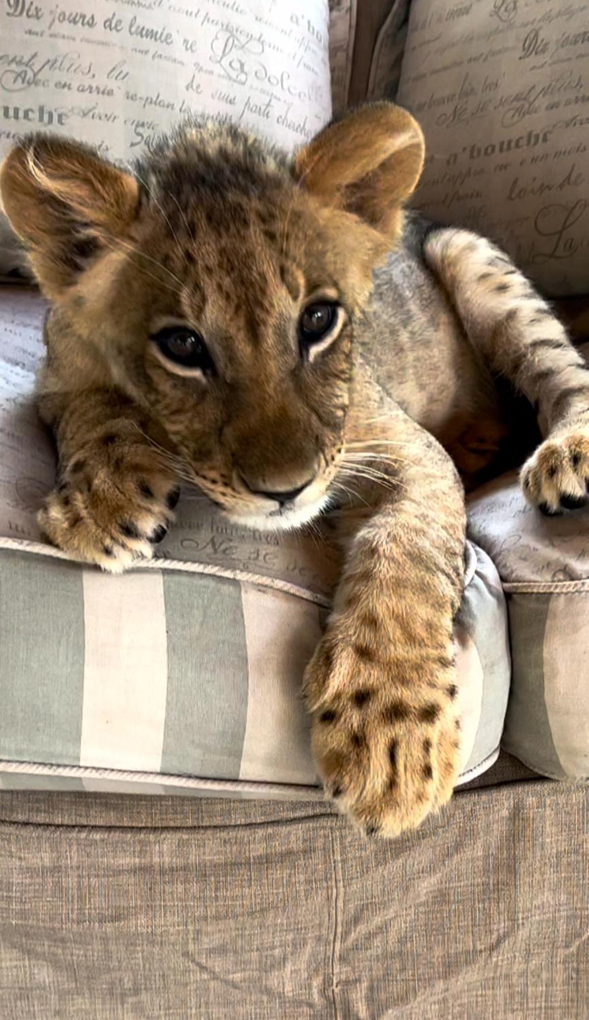 Simba Safaris African Pride Exotic Lodge Lephalale ภายนอก รูปภาพ