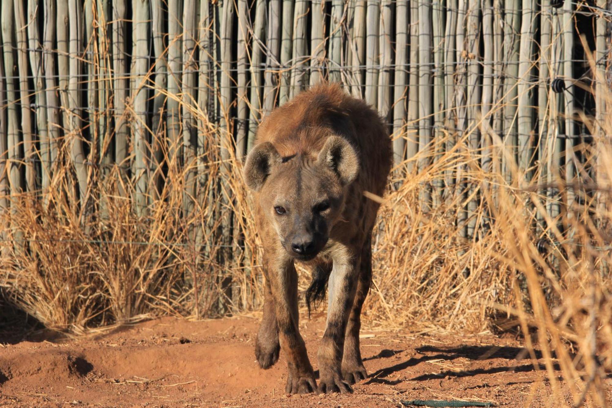 Simba Safaris African Pride Exotic Lodge Lephalale ภายนอก รูปภาพ