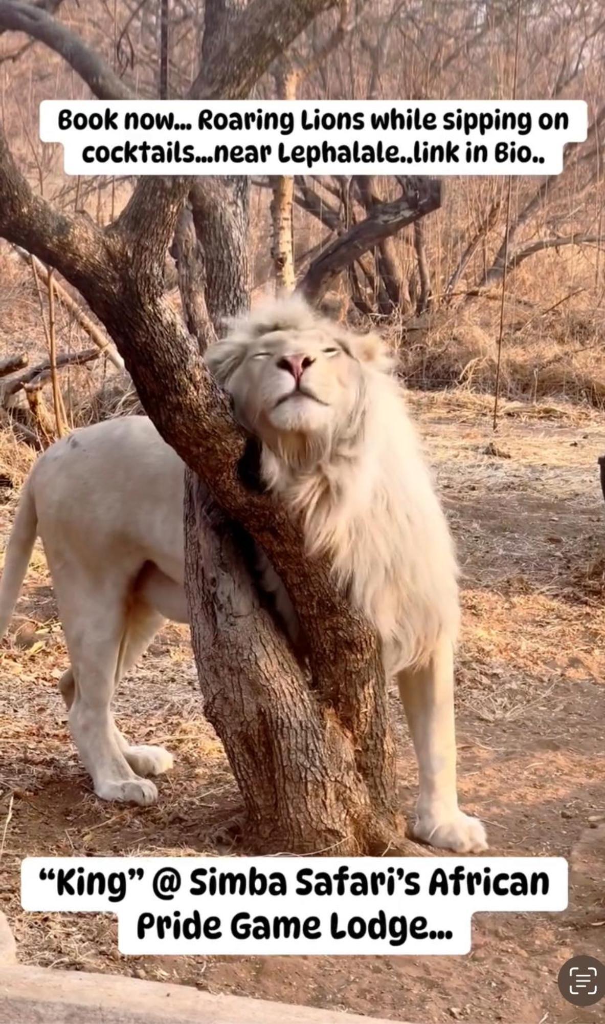Simba Safaris African Pride Exotic Lodge Lephalale ภายนอก รูปภาพ
