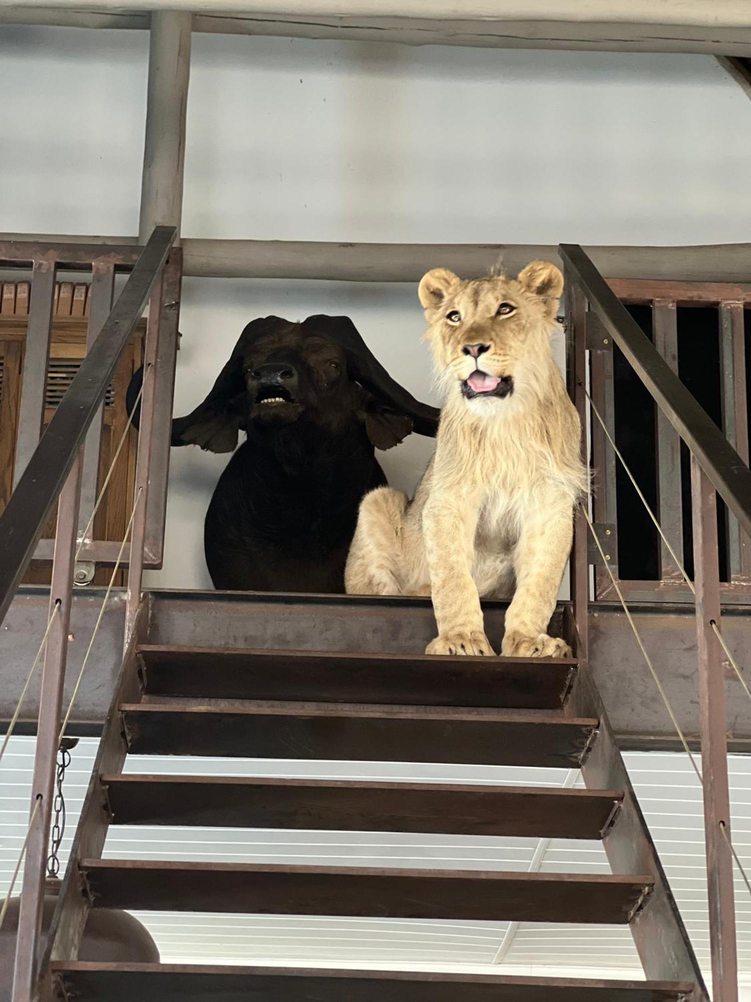 Simba Safaris African Pride Exotic Lodge Lephalale ภายนอก รูปภาพ