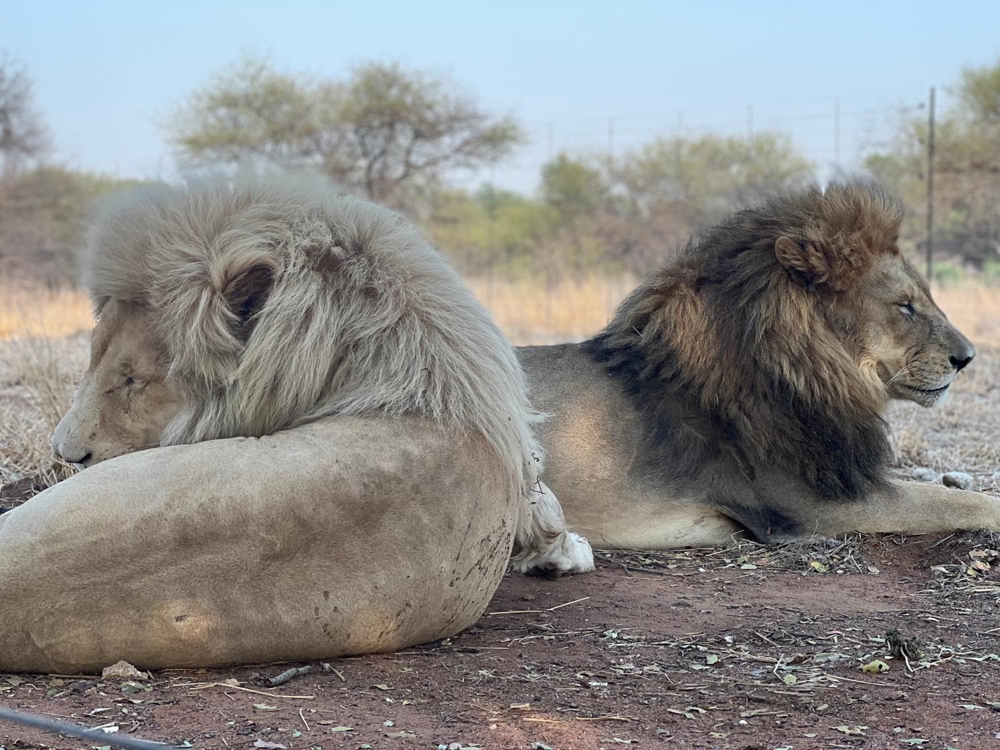 Simba Safaris African Pride Exotic Lodge Lephalale ภายนอก รูปภาพ