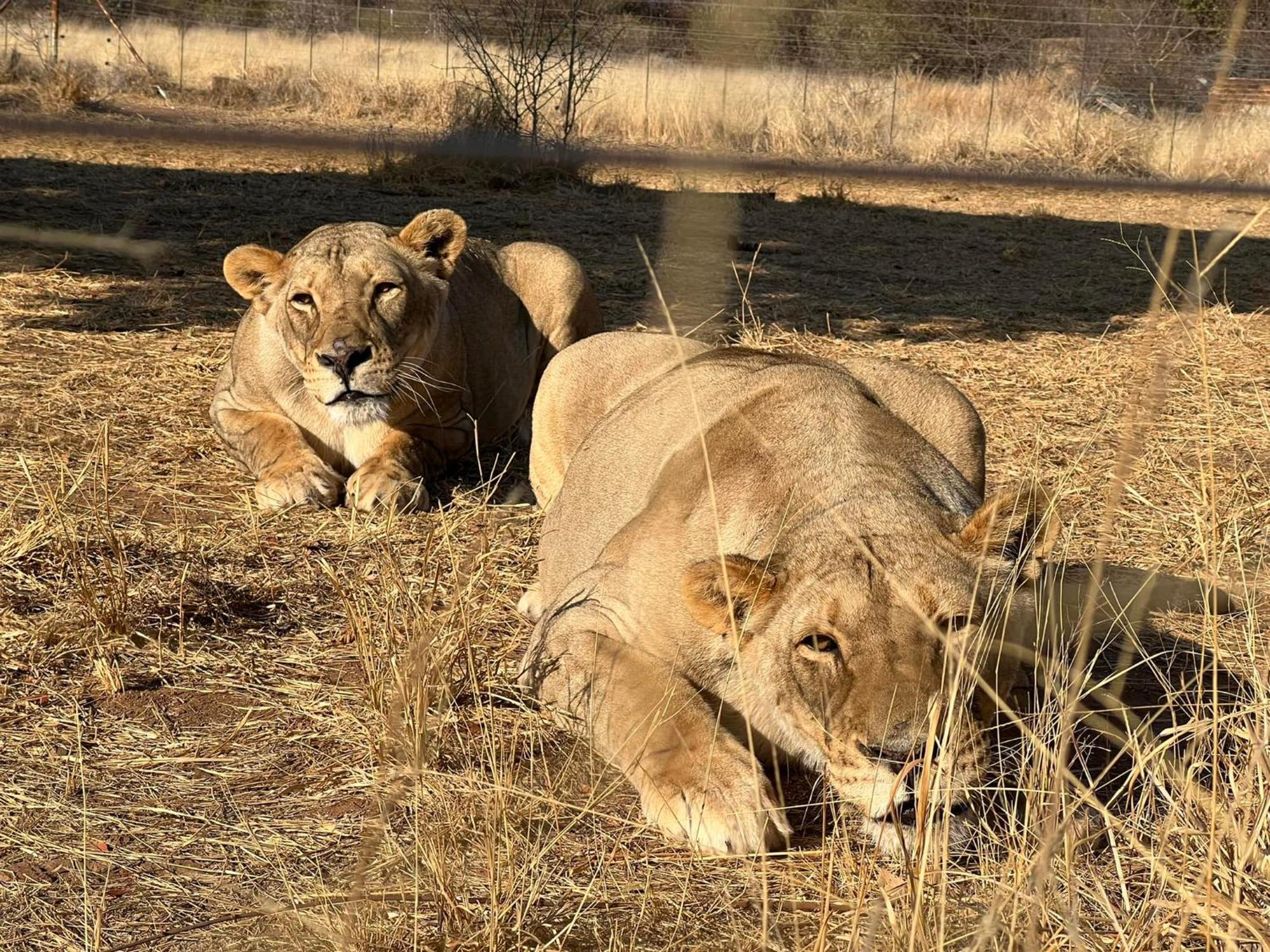 Simba Safaris African Pride Exotic Lodge Lephalale ภายนอก รูปภาพ